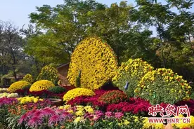 开封万岁山大宋武侠城：金菊怒放傲寒霜 满城芳菲别样妆图片