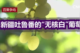 百果争鸣|新疆吐鲁番的“无核白”葡萄视频封面