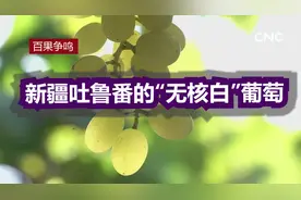 百果争鸣|新疆吐鲁番的“无核白”葡萄视频封面
