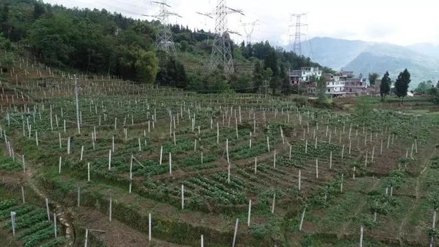 风味云南，你“桃”不过我的维生素