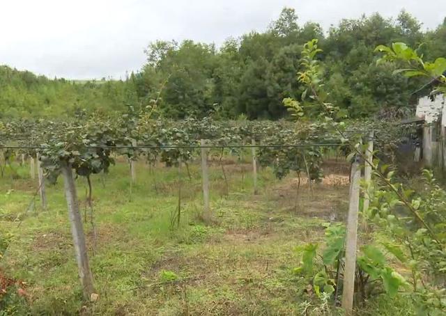 风味云南，你“桃”不过我的维生素