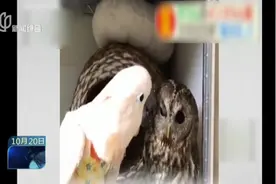 笑出了声！鹦鹉初次见到猫头鹰，调戏靠近还含情脉脉，结果尴尬了视频封面