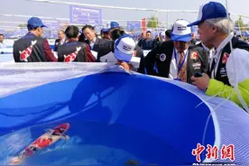 全国近千条锦鲤“游”到徐州“斗鱼”观赏鱼进入寻常百姓家图片
