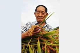 人民日报谈袁隆平火了：追逐心中最亮的星图片