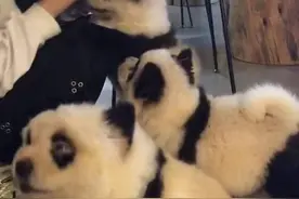 举报，养国宝？！不要搞错了，这是成都一宠物咖啡馆的“熊猫狗”图片