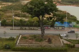 南宁402岁最牛“钉子树”：系明朝万历古扁桃树 道路施工曾为其改道视频封面