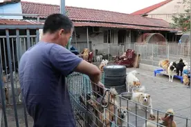 流浪动物保护中心：基地不是流浪狗遗弃地视频封面