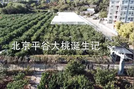 北京平谷大桃诞生记视频封面