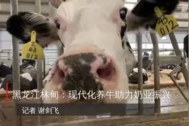 黑龙江林甸：现代化养牛助力奶业振兴