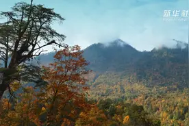 天全红叶醉 情满二郎山视频封面