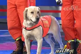 训导员讲述搜救犬叮当的功勋事迹，揭露爆红网络照片背后的故事