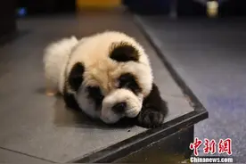 成都咖啡馆将松狮犬染成“熊猫色”网友：想过狗狗的感受吗图片