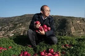 潘石屹：家乡天水的花牛苹果大丰收，欢迎大家来品尝视频封面