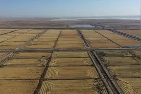 人工智能新应用：无人驾驶的水稻收割机视频封面