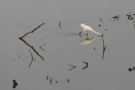 观鸟栈道配好望远镜，海珠湿地请你来赏鸟图片