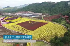 贵州麻江：菊园花开秋意浓视频封面
