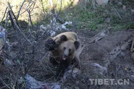 棕熊进村觅食被困 四川道孚县积极解救图片
