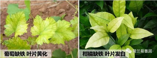 让叶片保持绿色的秘密