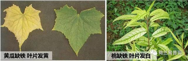 让叶片保持绿色的秘密