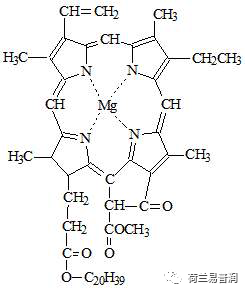 让叶片保持绿色的秘密