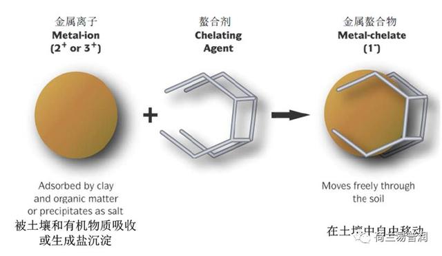 让叶片保持绿色的秘密