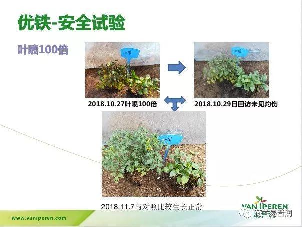 让叶片保持绿色的秘密