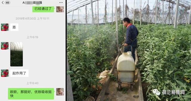 让叶片保持绿色的秘密