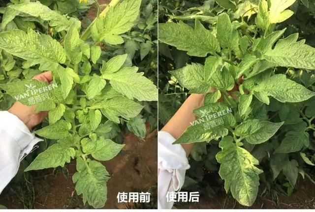 让叶片保持绿色的秘密