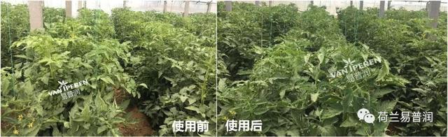 让叶片保持绿色的秘密