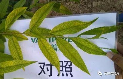 让叶片保持绿色的秘密