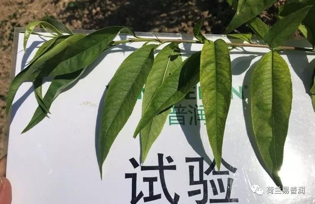 让叶片保持绿色的秘密