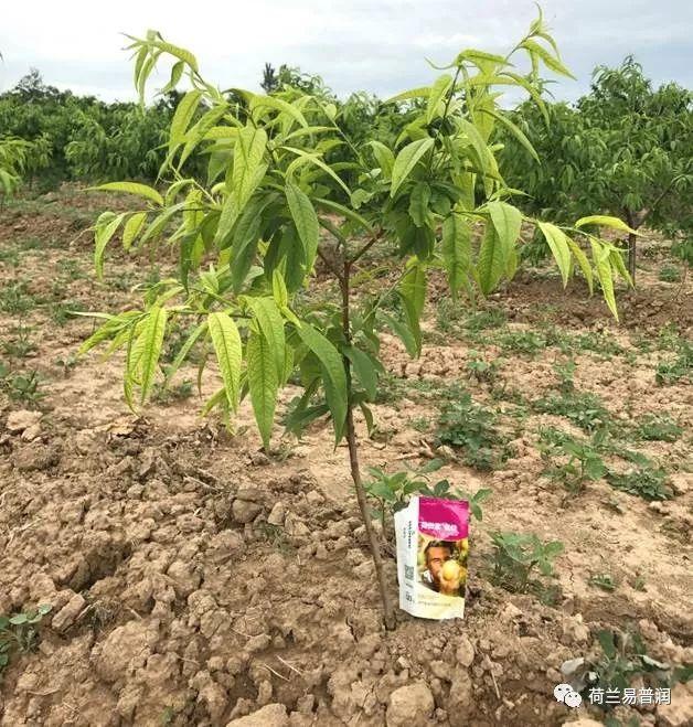 让叶片保持绿色的秘密
