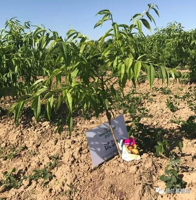 让叶片保持绿色的秘密