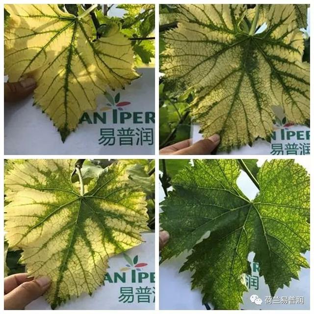 让叶片保持绿色的秘密