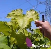 让叶片保持绿色的秘密