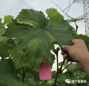 让叶片保持绿色的秘密