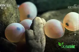 人与自然：鲑鱼是如何从卵变成鱼宝宝的？来看鲑鱼孵化全过程实录视频封面