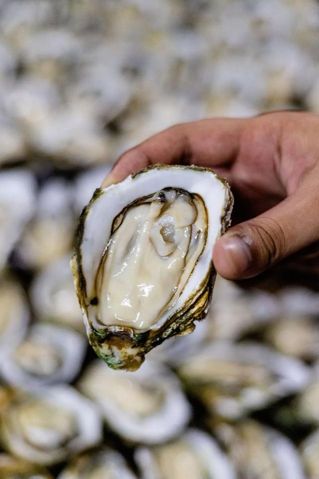 开在平民区的海鲜烧烤档！十多年来治愈无数深夜的躁动