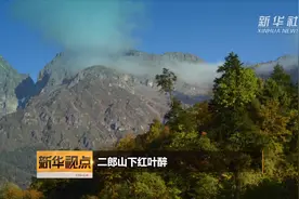 二郎山下红叶醉视频封面