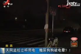 南昌：天网监控立杆带电 撒尿狗狗被电晕？！视频封面