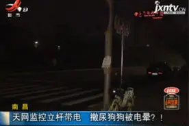 南昌：天网监控立杆带电 撒尿狗狗被电晕？！视频封面