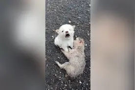 小狗雨天守身亡同伴，哀嚎声让路人泪目