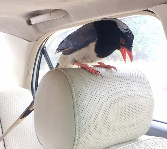 红嘴蓝鹊几月份出头窝（降温了）