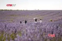 探访“薰衣草之乡”普罗旺斯：特色产业吸引中国游客视频封面