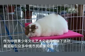 萌猫“驾到”视频封面