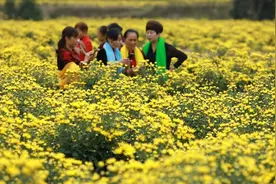 满园金黄菊 侗寨引客来视频封面