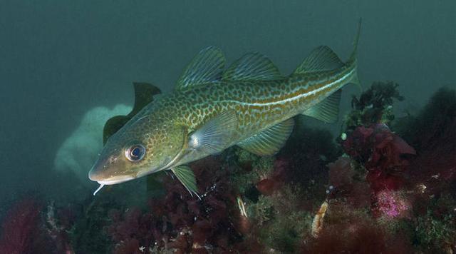新西兰鳕鳘鱼陈花胶图片 2026年新西兰鳕鳘鱼胶怎么样 新西兰鳕鳘鱼陈花胶图片 2026年新西兰鳕鳘鱼胶怎么样