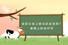 科画 | 美媒：给奶牛涂上斑马纹会怎样？能阻止蚊虫叮咬视频封面