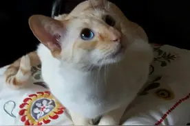 “撸”猫需谨慎！65岁英国奶奶被猫咪抓伤，引发败血性休克险丧命图片