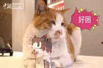 故宫猫成文创 你准备入手了吗？视频封面